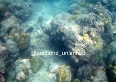 Digital Image Picture Photo Pic Andaman India underwater coral life scuba AND026