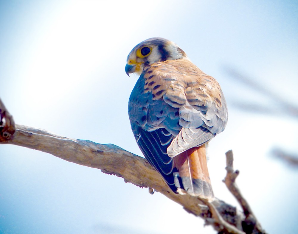 American Kestrel 11×14 Photograph Print 11″x14″