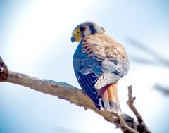 American Kestrel 11×14 Photograph Print 11″x14″