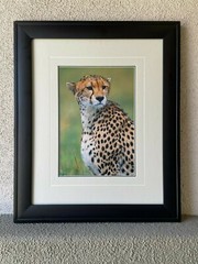 Wildlife Photography – Proud Warrior by Thomas Mangelson with COA