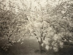 Dick Arentz, Taro, Plum Tree, Tintern Wales, 1985, Palladium / Platinum Print