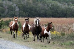 Chincoteague Pony Photo -Stallion Riptide- Pick One Image -Various Sizes