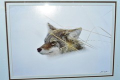 COYOTE UP TO HIS NECK IN SNOW Original Photograph by James T. Jones 1985 Framed