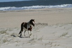 Assateague Island Nat’s Seashore Horse Photo 1, Pick One Image – Various Sizes