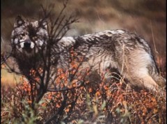 Thomas Mangelsen “Let it Be Wolf”