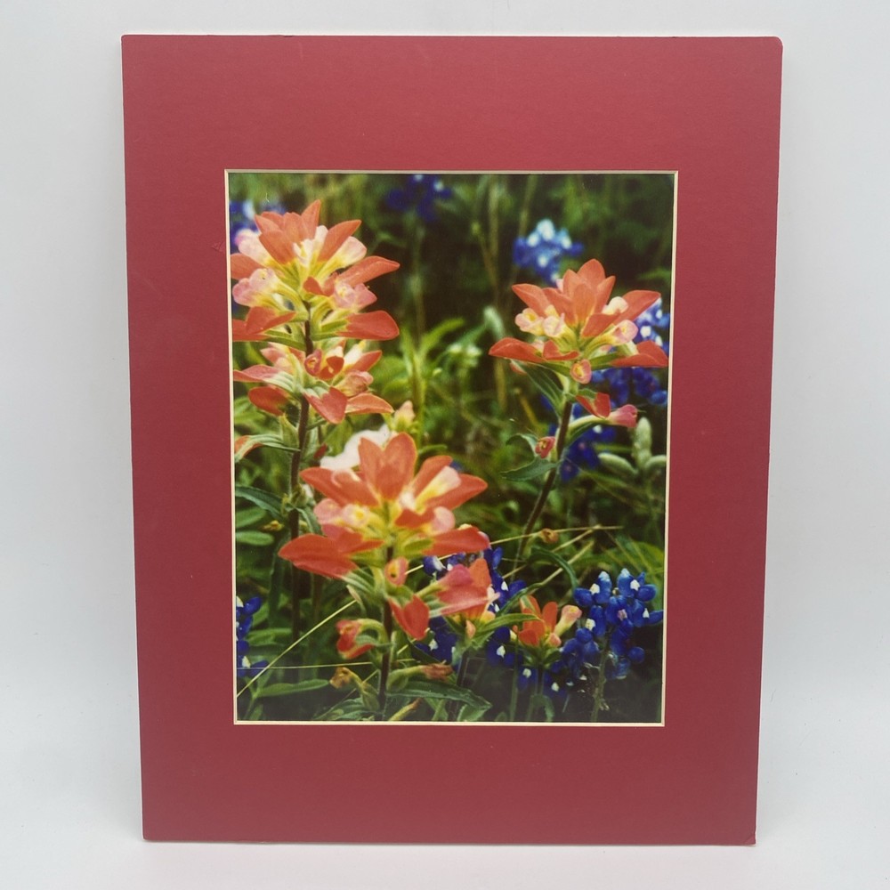 Matted Pink Blue Flowers Photo Print 11 X 14 Wall Art Gallery Decor