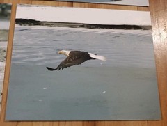 American Bald Eagle Print Pictures Lot of 4 Sitting in Branch Soaring Water 8×10