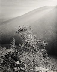 Pine tree, cliff, sunset, Platte Clove – Thomas Teich