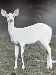 Rare Spotted Albino Canvas Wall Art From The Goats Of Roan By Jeffrey Stoner