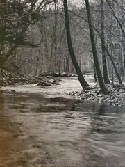 FOREST CREEK LARGE ORIGINAL SIGNED ART PHOTO B&W STETTNER VTG MATTE NJ CAMERA