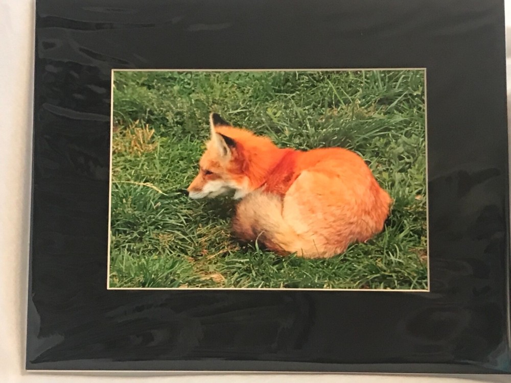 Fox Photograph 5×7 matted to 8×10. Original Art.