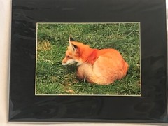 Fox Photograph 5×7 matted to 8×10. Original Art.