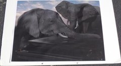 Great Photographic Print – MOUNTED ON ART BOARD – UNIQUE IMAGE – GDC
