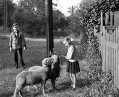 LOT 2x PHOTO NEGATIVE, sweet girl w sweet dog, sheeps, animals, funny, unusual,