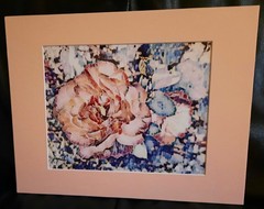 Matted Photograph: Rose Whispers