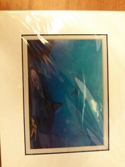 Great White Sharks, signed/matted 8×10 photograph by Mark J. Thomas