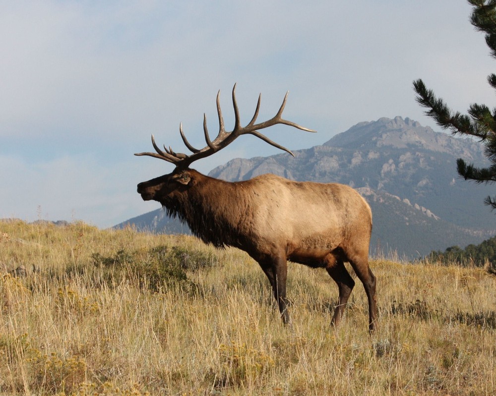 Rocky Mountain Elk Photo