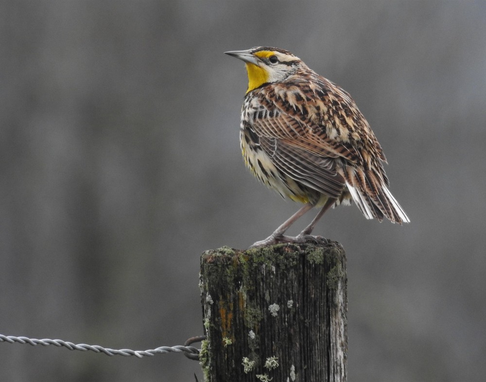 Eastern Meadowlark Bird 11×14 Photograph Print 11″x14″
