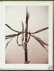 RON VAN DONGEN: One Picture Book Ltd Ed SIGNED w Photo ‘Arisaema Angustatum’ NEW