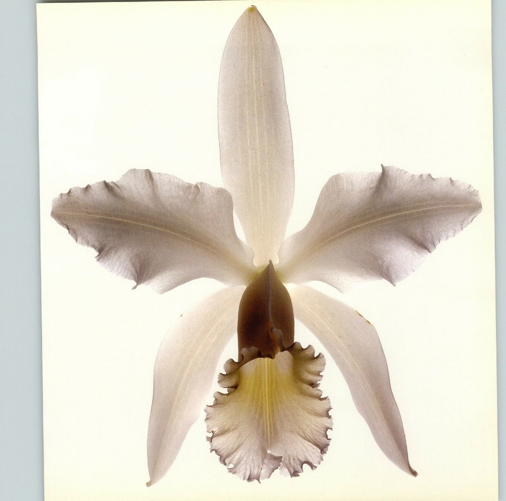 1980 Irving Penn ORIGINAL Cattleya Intermedia Orchid Flower Art Photo 11″ X 14″