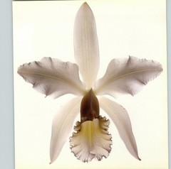 1980 Irving Penn ORIGINAL Cattleya Intermedia Orchid Flower Art Photo 11″ X 14″