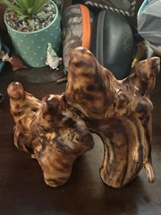 Beautiful Natural Cypress Knee Sculpture