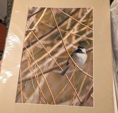 Wildlife Photography 24×18 Matted Print Titmouse New Old Stock Cort Clifford