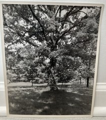 Arthur Gray Standard Oil Photographer Cleveland Ohio Americana Tree In Woods Wow