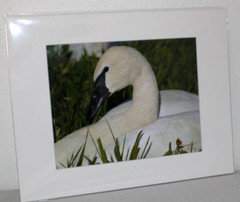 Trumpeter Swan Wildlife Photo 8″ x 10″ in 11″ x 14″ Matte Signed by Kim Barry