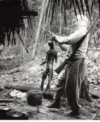 Press Photo. AM21161. Approximately 24×18 Cm. Monkey Eating