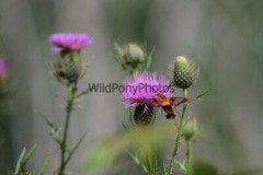 Butterflies Photo, Pick One Image – Various Sizes