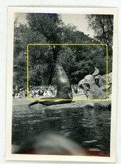 17 photos zoo zoological garden Berlin 1933 lions elephants leopards walrus