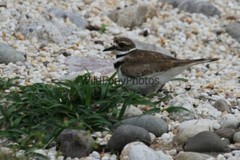 Killdeer Nesting and with day old Young Photo- Pick one Image – Various Sizes