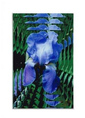 Blue Iris Vibrations, Abstract Floral Unframed White Matted Print