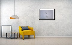 The Beauty of Flight – 24×36 Framed Fine Art Photography Print