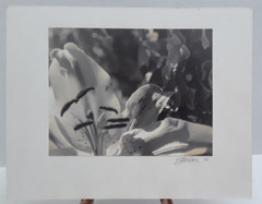 Original Signed Photos on Board Lot of 4 11 x 14 Black White Board Various
