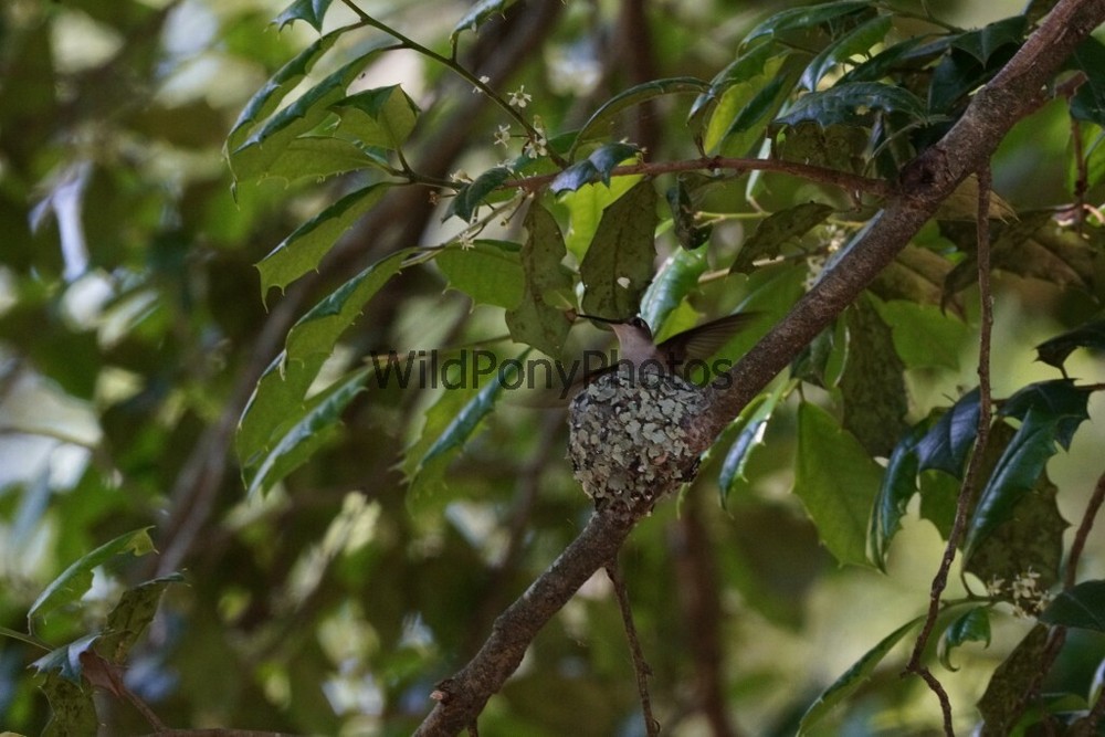 Hummingbird Photo, Pick One Image – Various Sizes