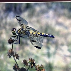 Marthas Pennant Dragonfly Matted Photograph Signed John Boland Artwork 11×14
