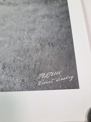 2005 Art Photograph Of A Woolly Sheep In A Vineyard By Robert Sinskey