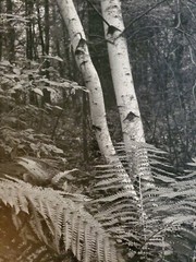 FERNS TREES LARGE ORIGINAL SIGNED ART PHOTO B&W STETTNER VTG MATTE NJ CAMERA