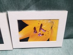 New Lot of 4 Matted 5×7 Photo Fine Art Print Floral flower Tulip White Red