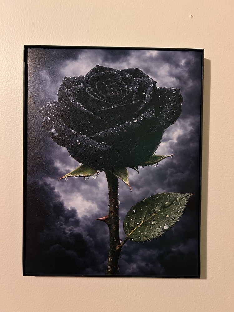 Framed 9×11 Black Rose In Storm Photo