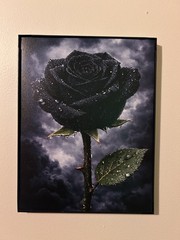 Framed 9×11 Black Rose In Storm Photo