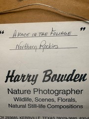 Harry Bowden Signed & Numbered 3/750 Photograph «A Face in the Foliage» Cougar