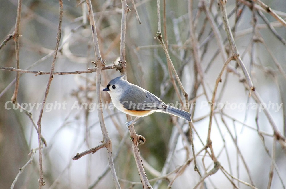 Original ACEO photo art print TUFTED TITMOUSE IN WINTER Bird blue / grey white 