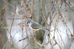 Original ACEO photo art print TUFTED TITMOUSE IN WINTER Bird blue / grey white 