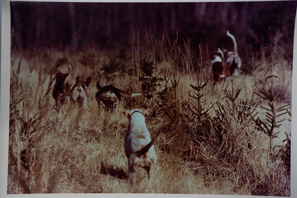 Vintage Film Photo France Hunting Horse Dog 24x30cm 1970