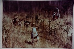 Vintage Film Photo France Hunting Horse Dog 24x30cm 1970