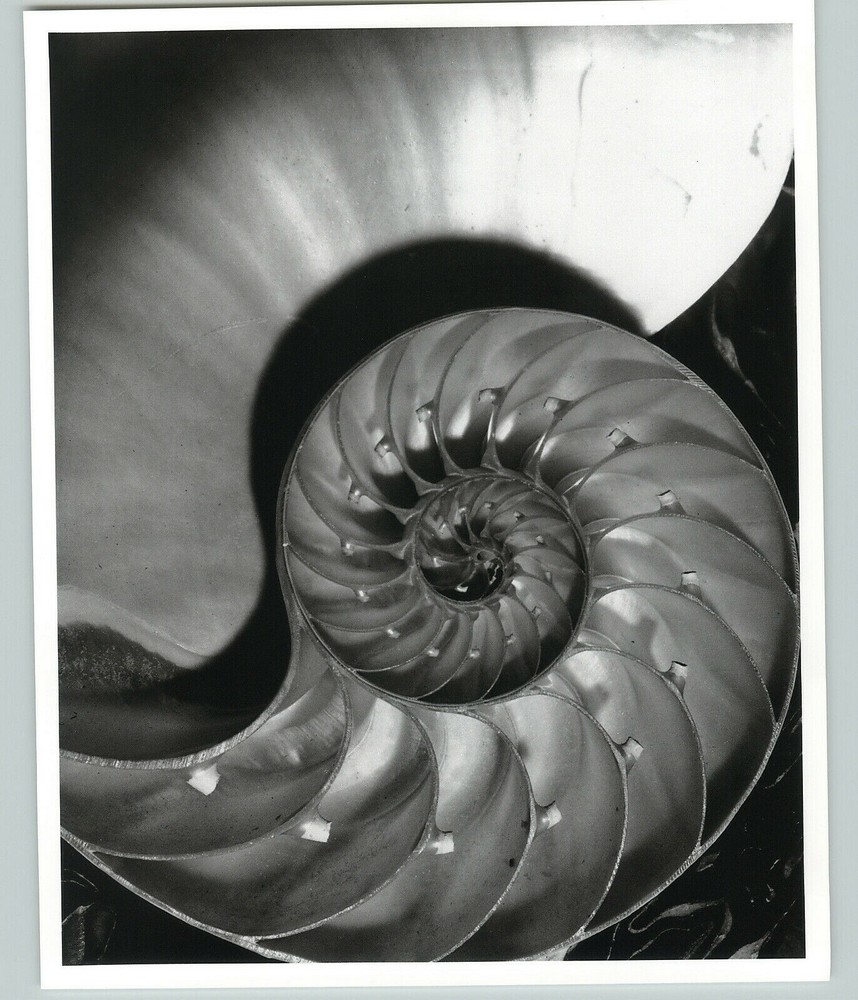 1945 1992 Nautilus Pompileus Large Art Photo By Horst 16X20