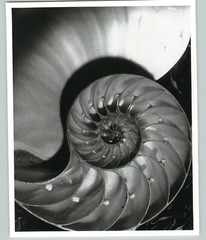 1945 1992 Nautilus Pompileus Large Art Photo By Horst 16X20